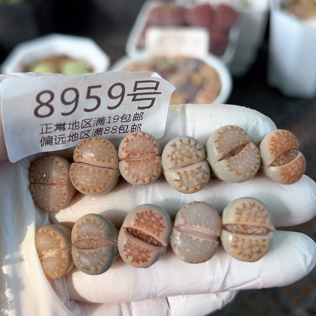 8959三年饼干11颗1.3cm左右