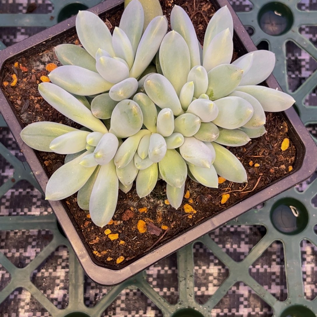 鲤***）0033号早上多肉植物群生多肉