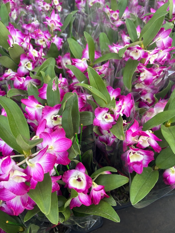 （蒙娜丽莎）春石斛 石斛好养花期长 云南鲜花绿植