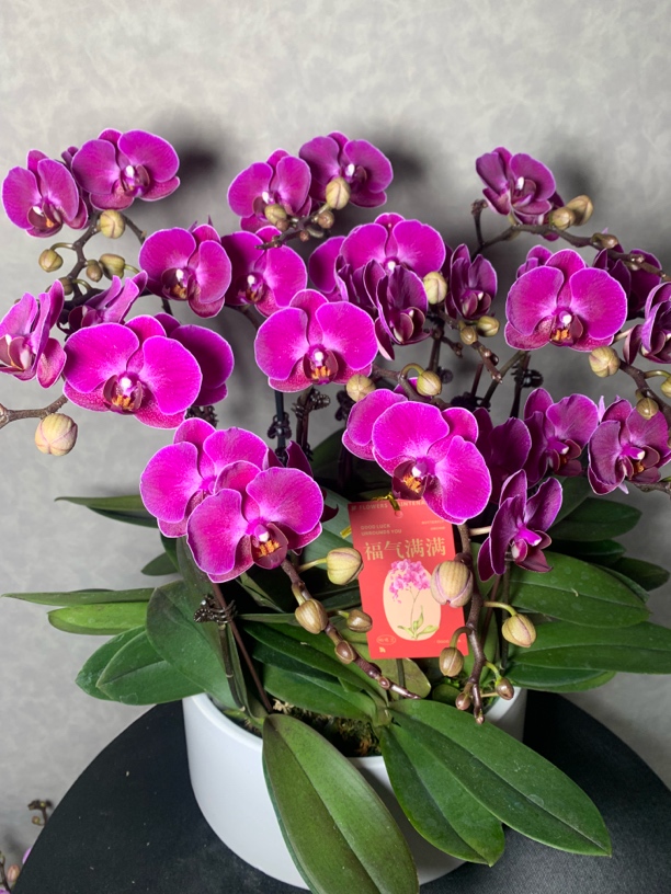 （莫雷利亚）深红色蝴蝶兰