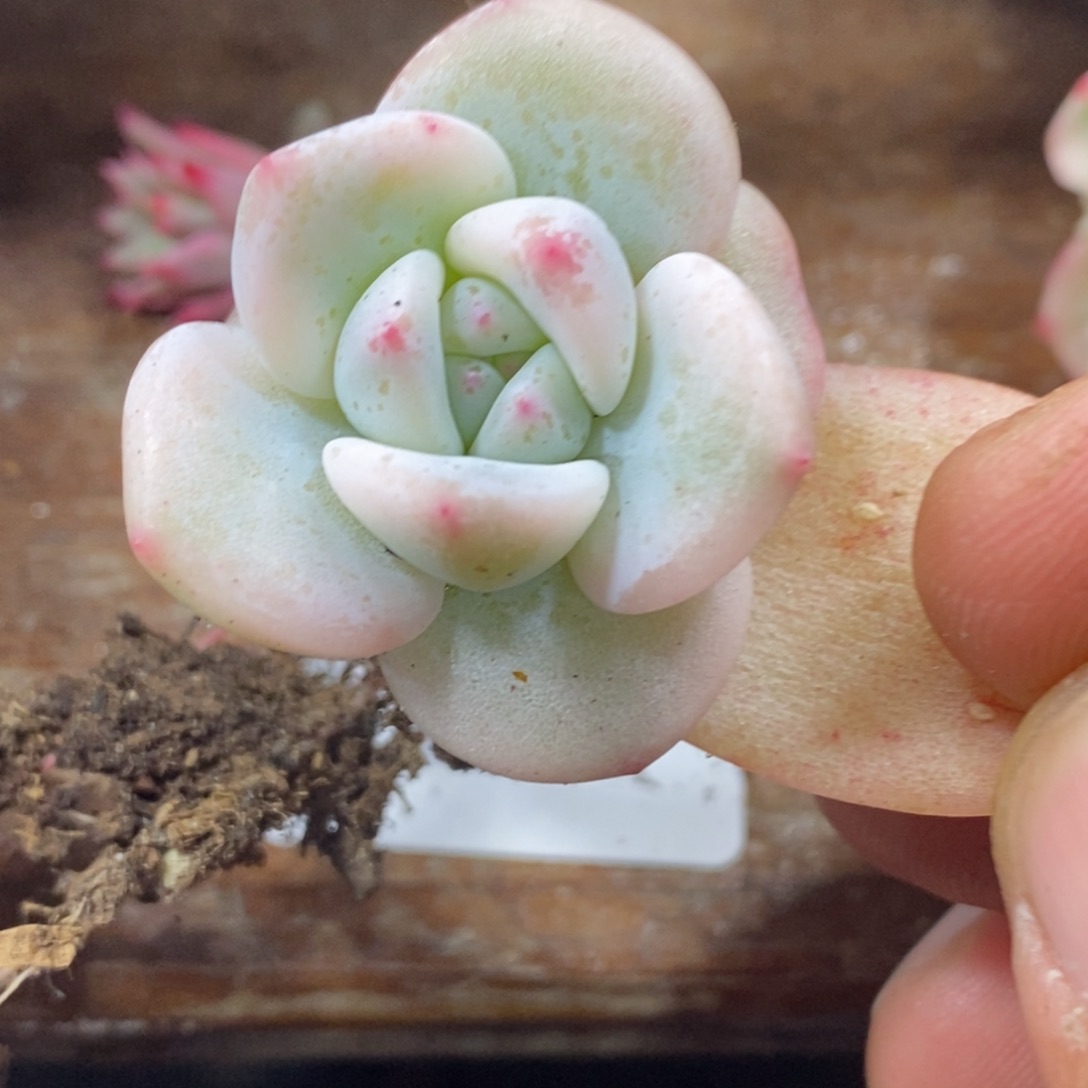 1022梦露锦 小方花圃一物一拍