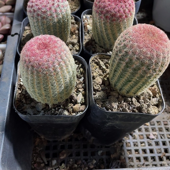 红太阳6.8带盆土