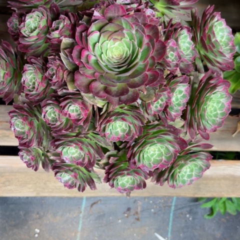 多肉植物水晶莲花锦。