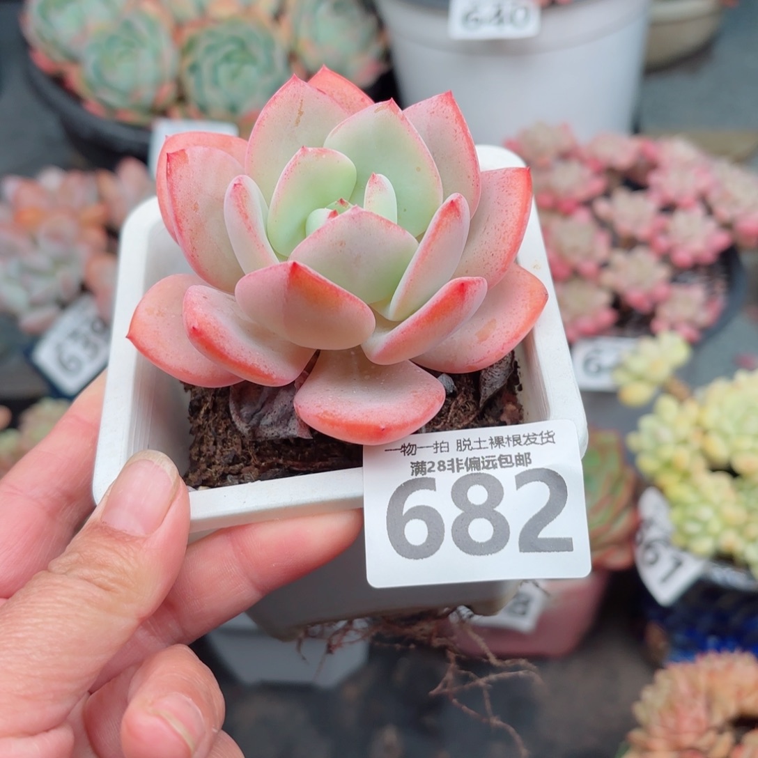 白月光无盆土发货