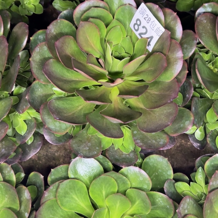 824南玫瑰锦多肉植物