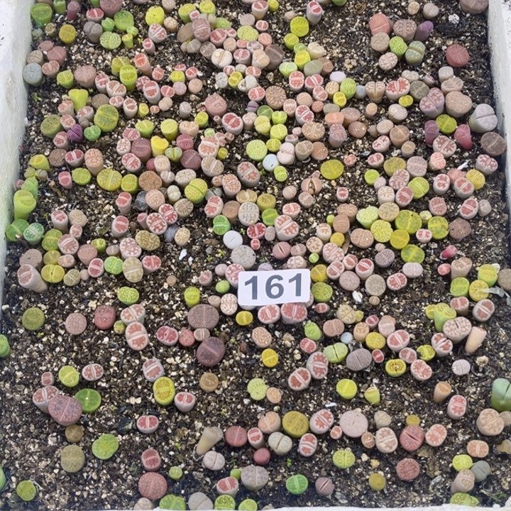 161 生石花一物一图如图