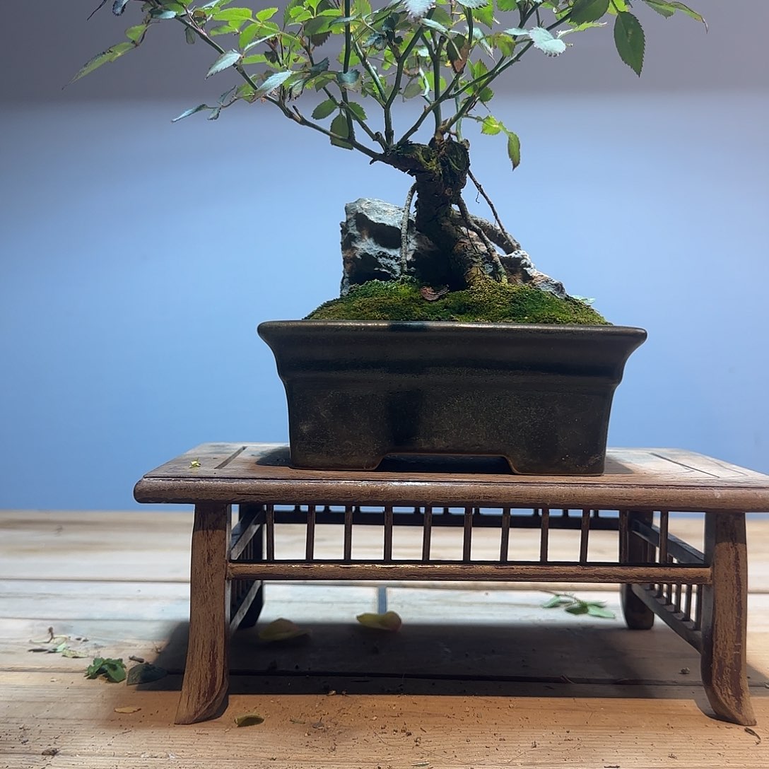 完全开放月季老庄盆景