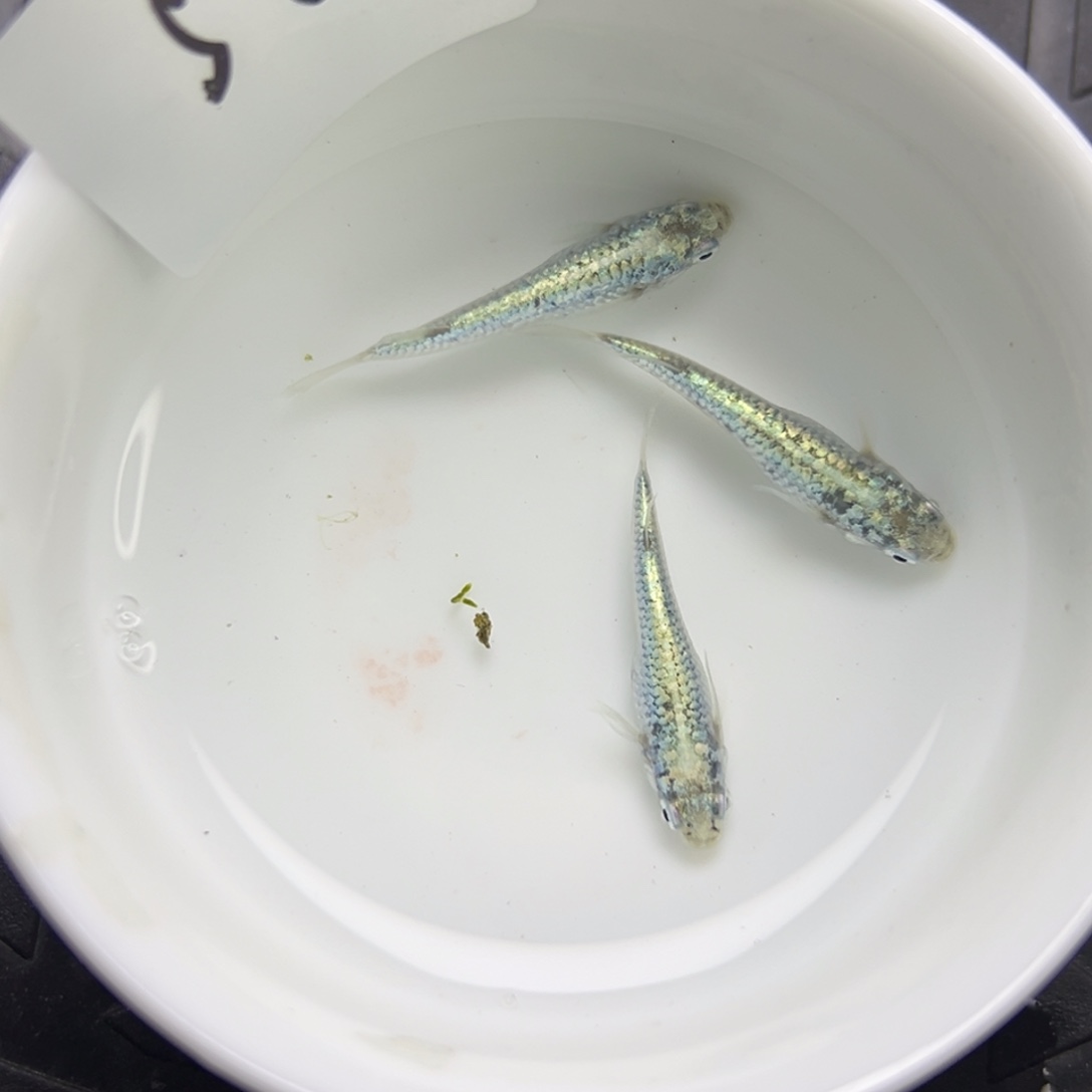 青鳉鱼56。        