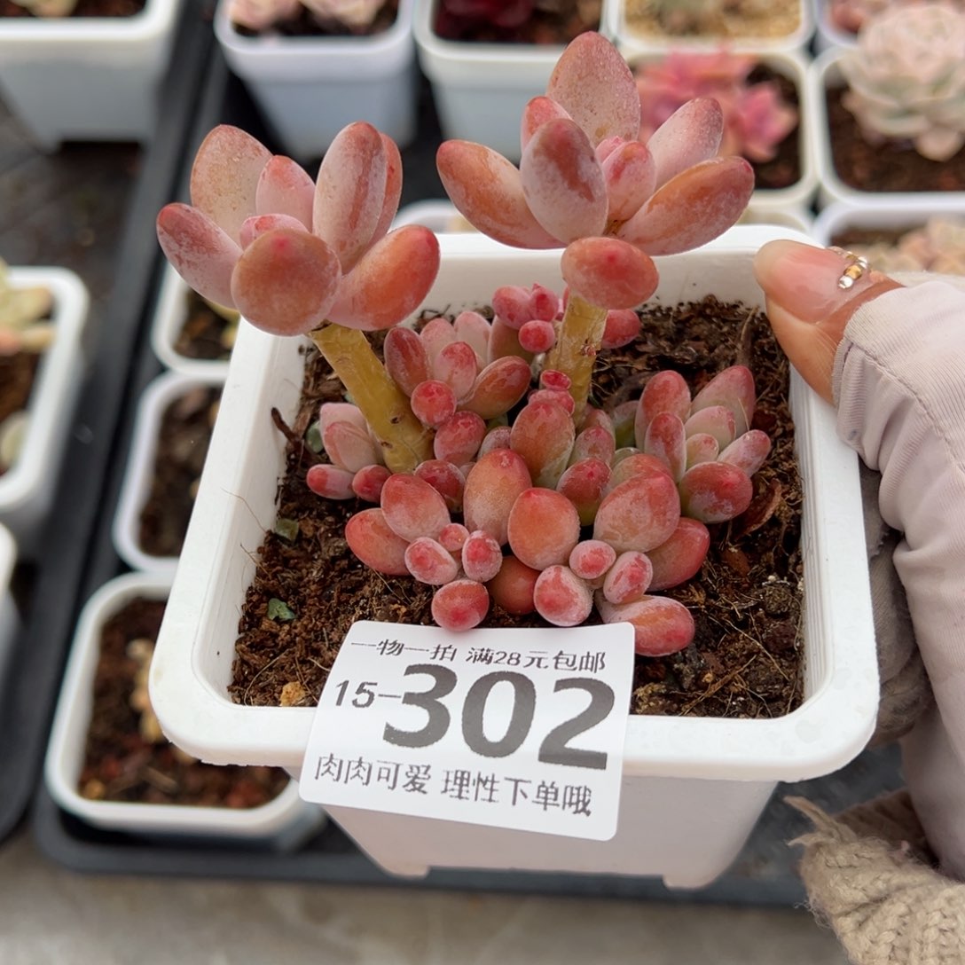 樱花奶多肉多多肉多肉多肉多肉多肉