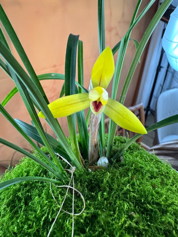 兰花链接，一物一拍100(非请勿拍兔耳兰名贵兰花无机植物）