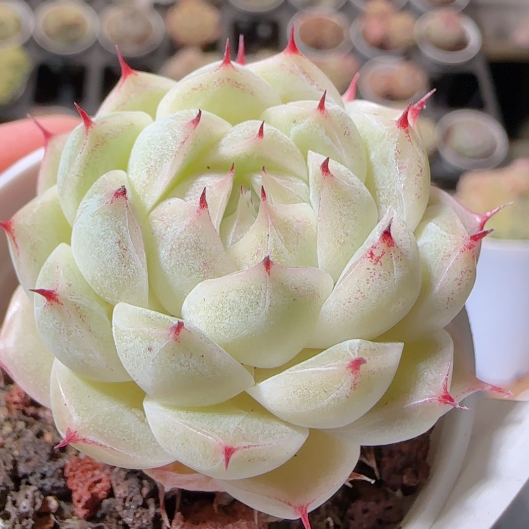 夏***甜花语多肉1212-402白魔