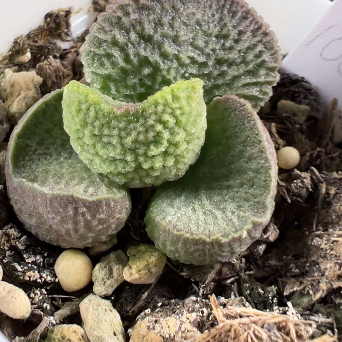 实生新品多肉植物水泡实生新品