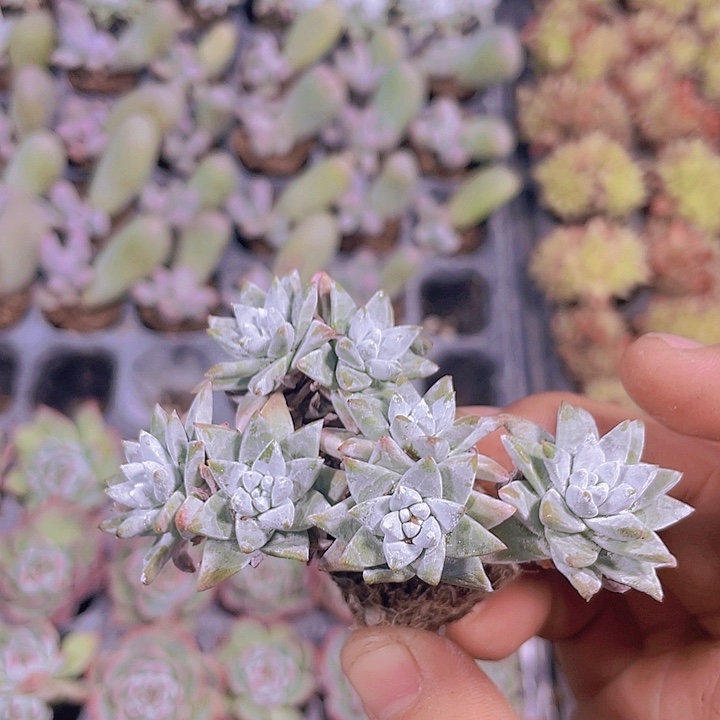 白菊【满10颗包邮】