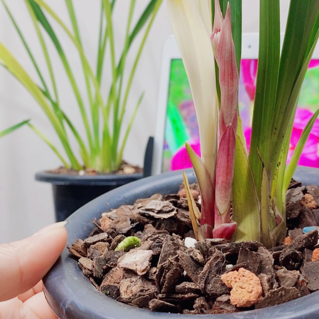 了***缘当前无花栽培后可以开花