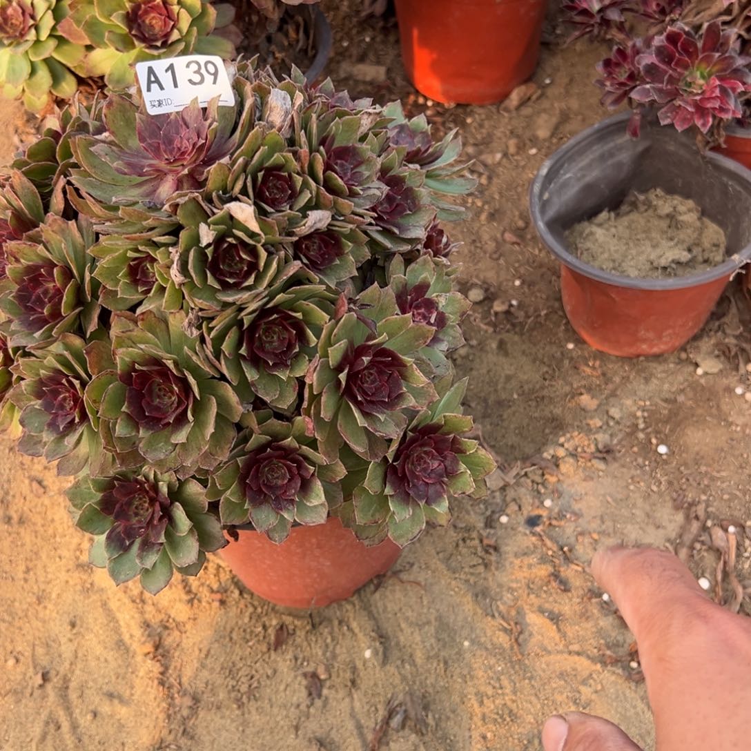 139红丝绒多肉植物法师