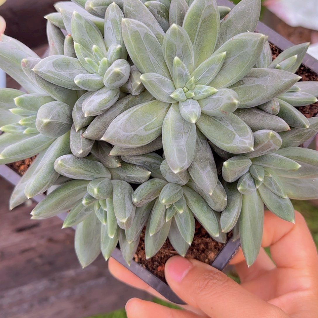 月***面多肉植物多肉植物