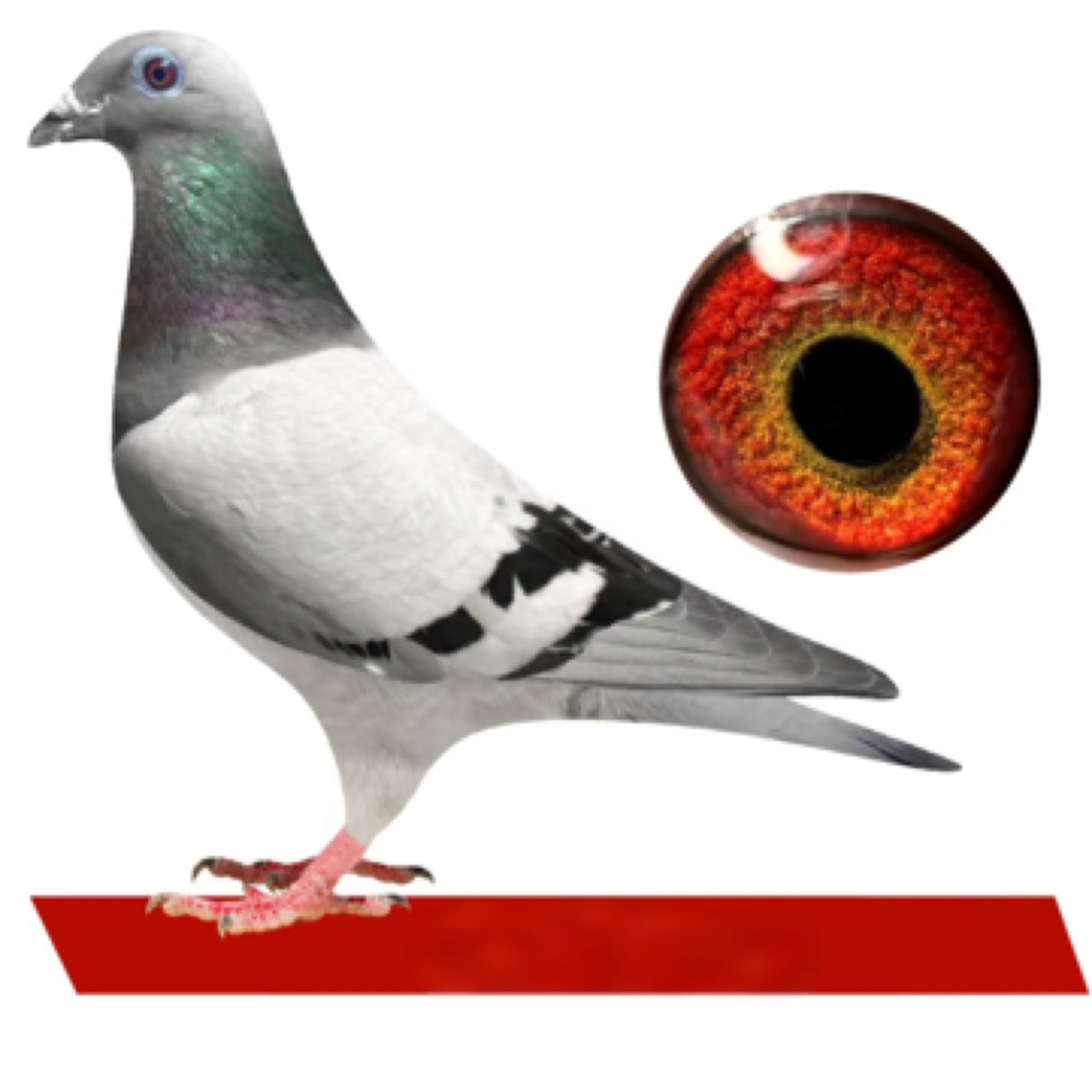 赛鸽种鸽血统鸽信鸽天落鸽子公棚鸽