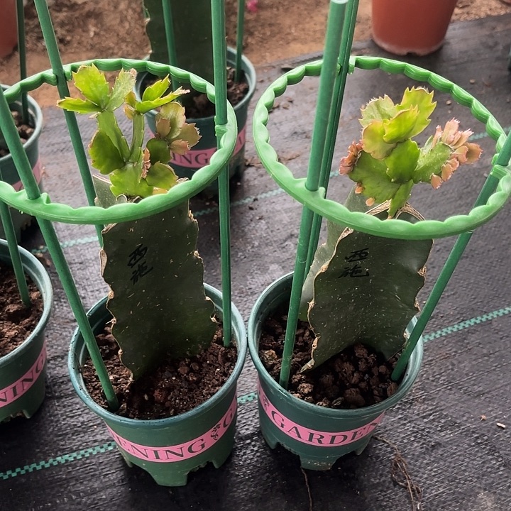 幸***人当前无花栽培后可以开花