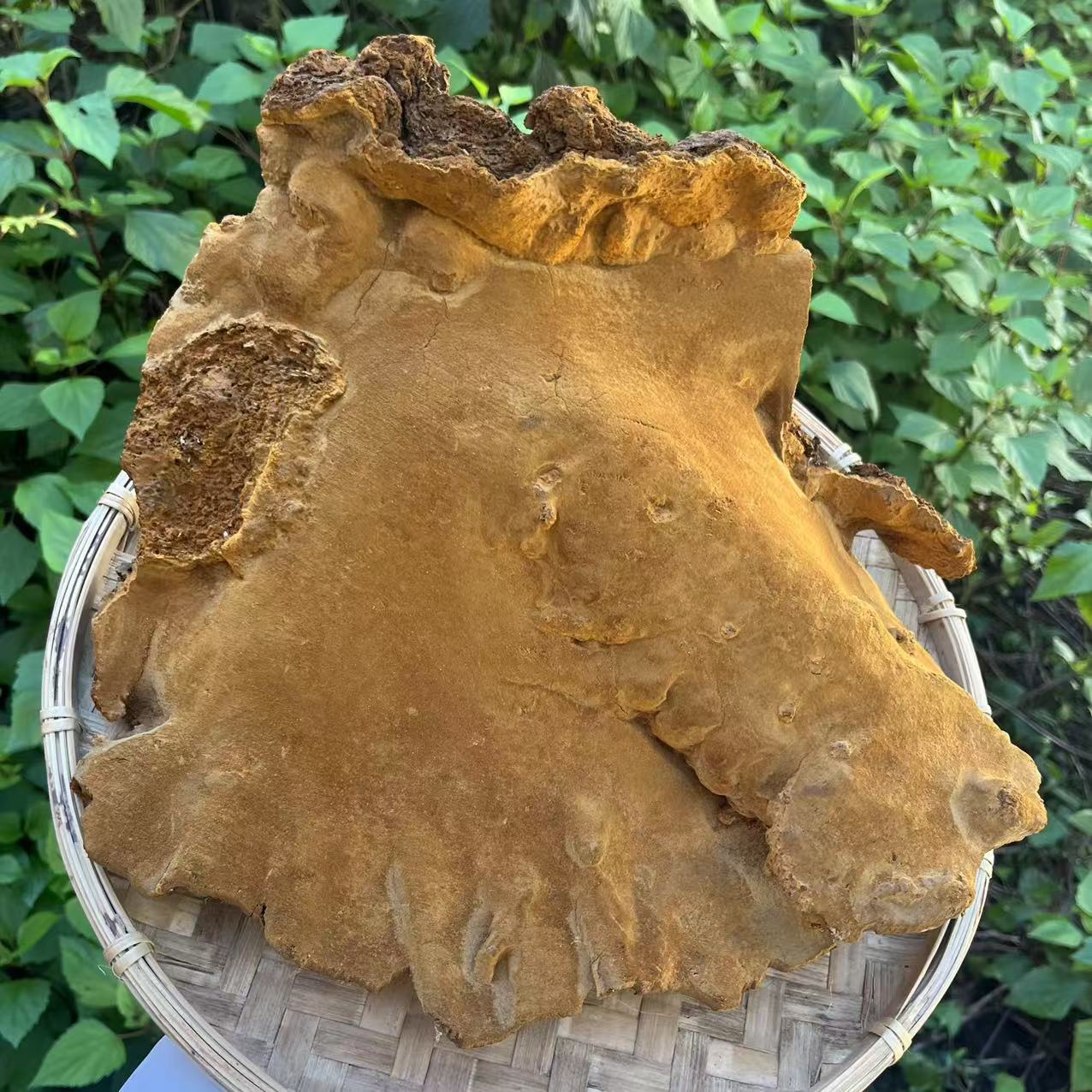 1【正-宗-桑-树-大-桑-黄】净含量250g-2500g【阿虎现收】