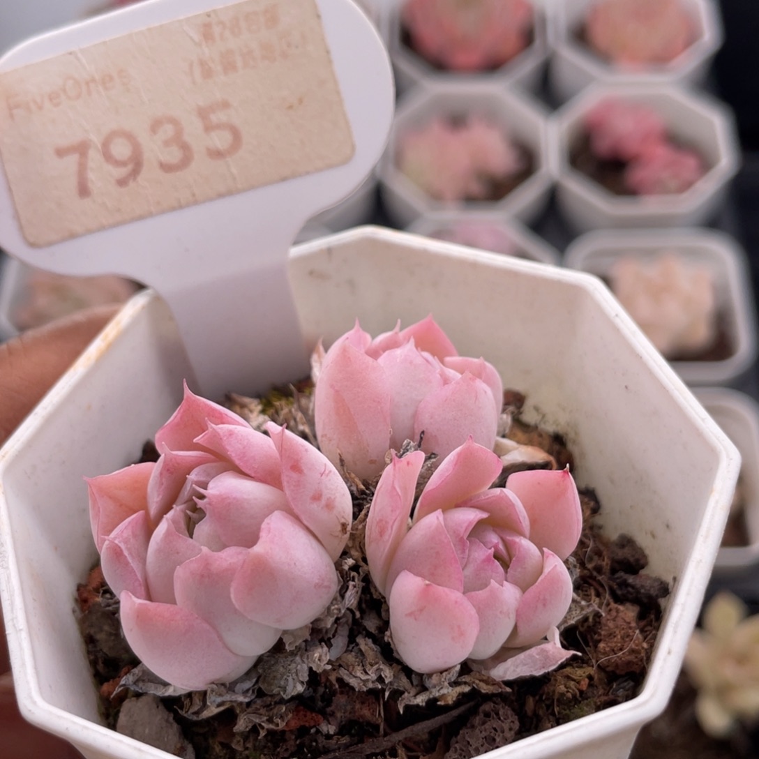 沁心7935-4.6厘米