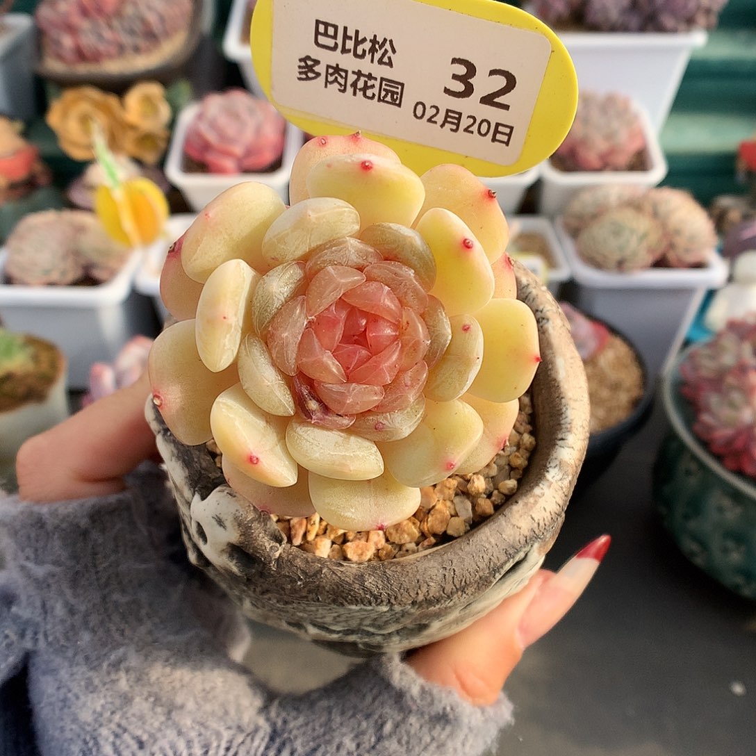 32白色恋人嫁接多肉植物