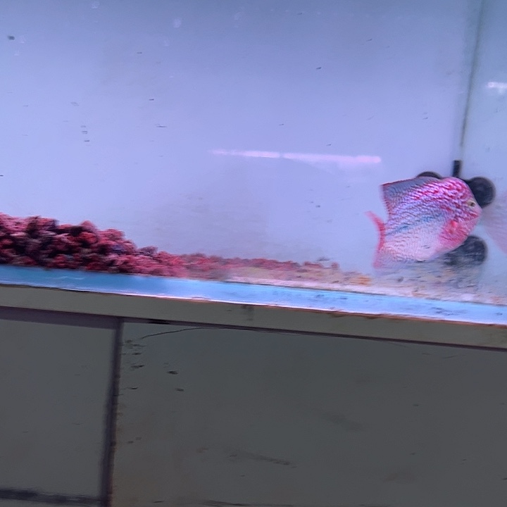 罗汉鱼F1古幻罗汉观赏鱼