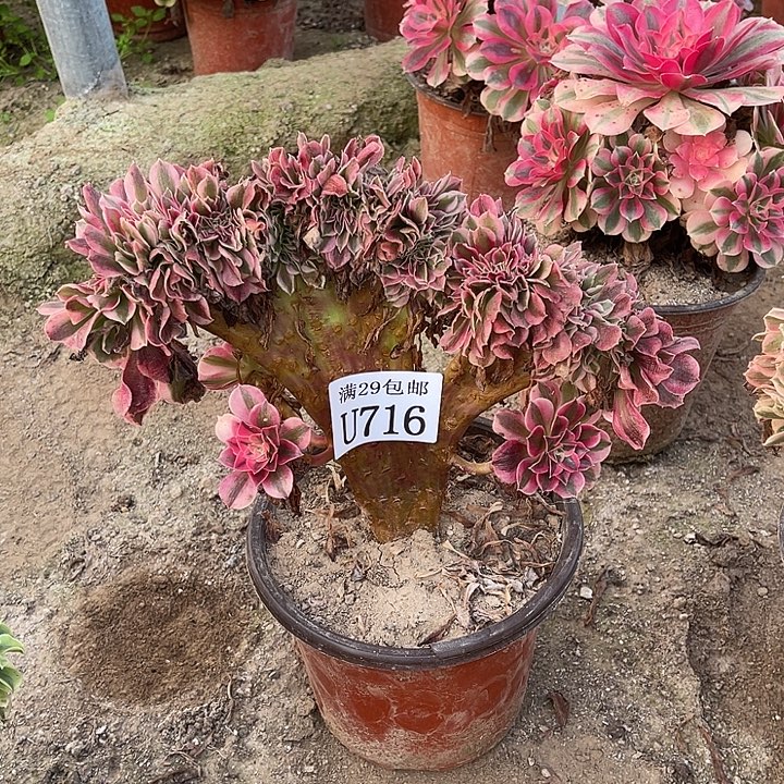 716粉女巫缀   多肉植物     