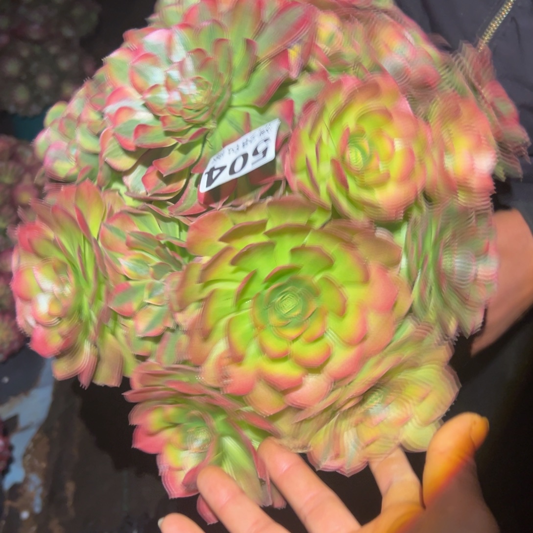 多肉植物和504脱土的