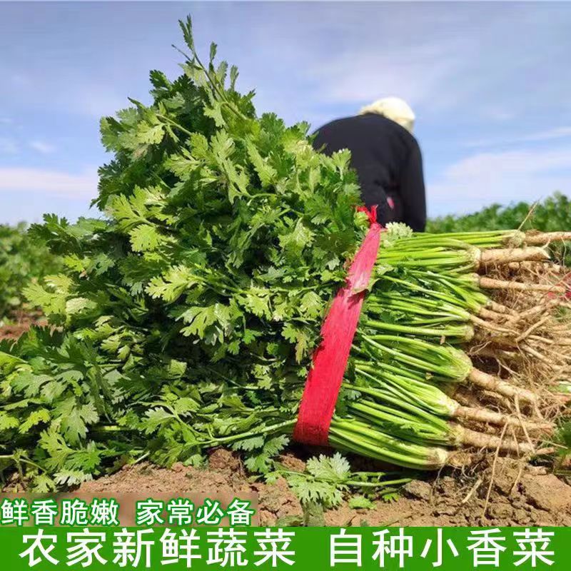 【净重装】山东新鲜铁杆大叶香菜现割发货农家自种