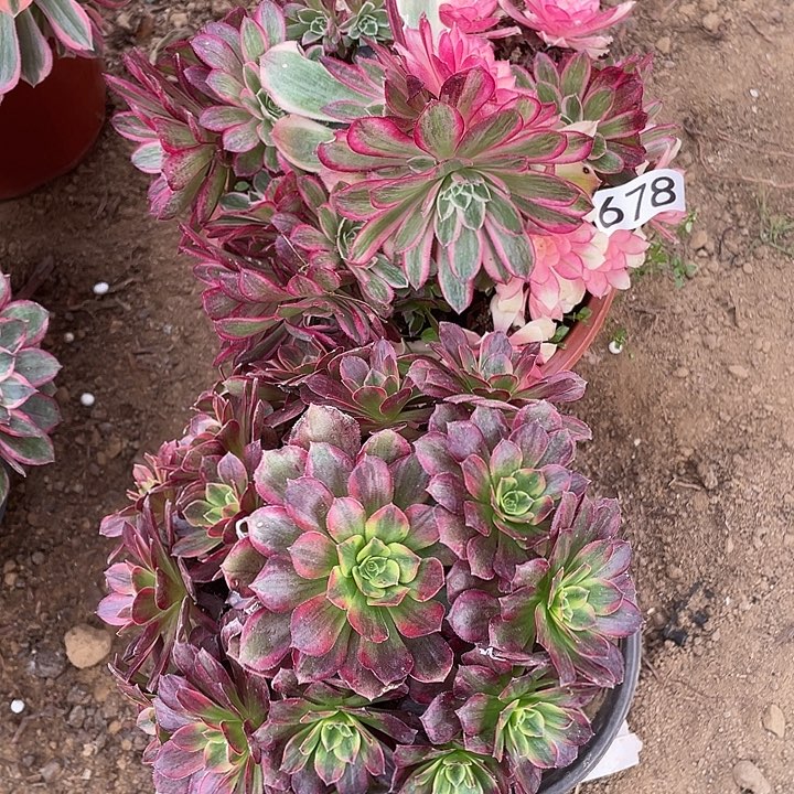 678组合对肉植物无售后