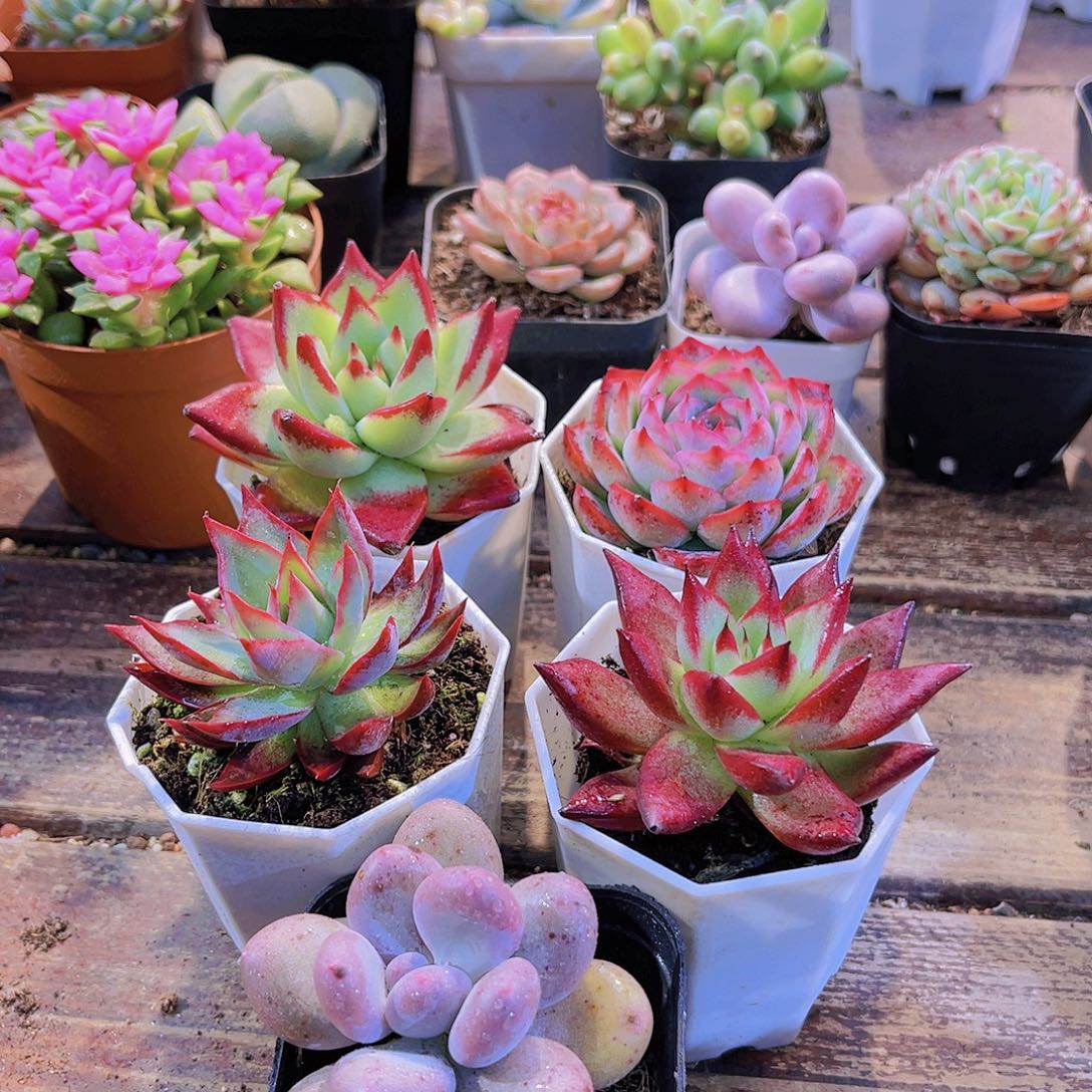 红乌木➕罗卡➕侧影➕惊鸿仙子➕胖美人