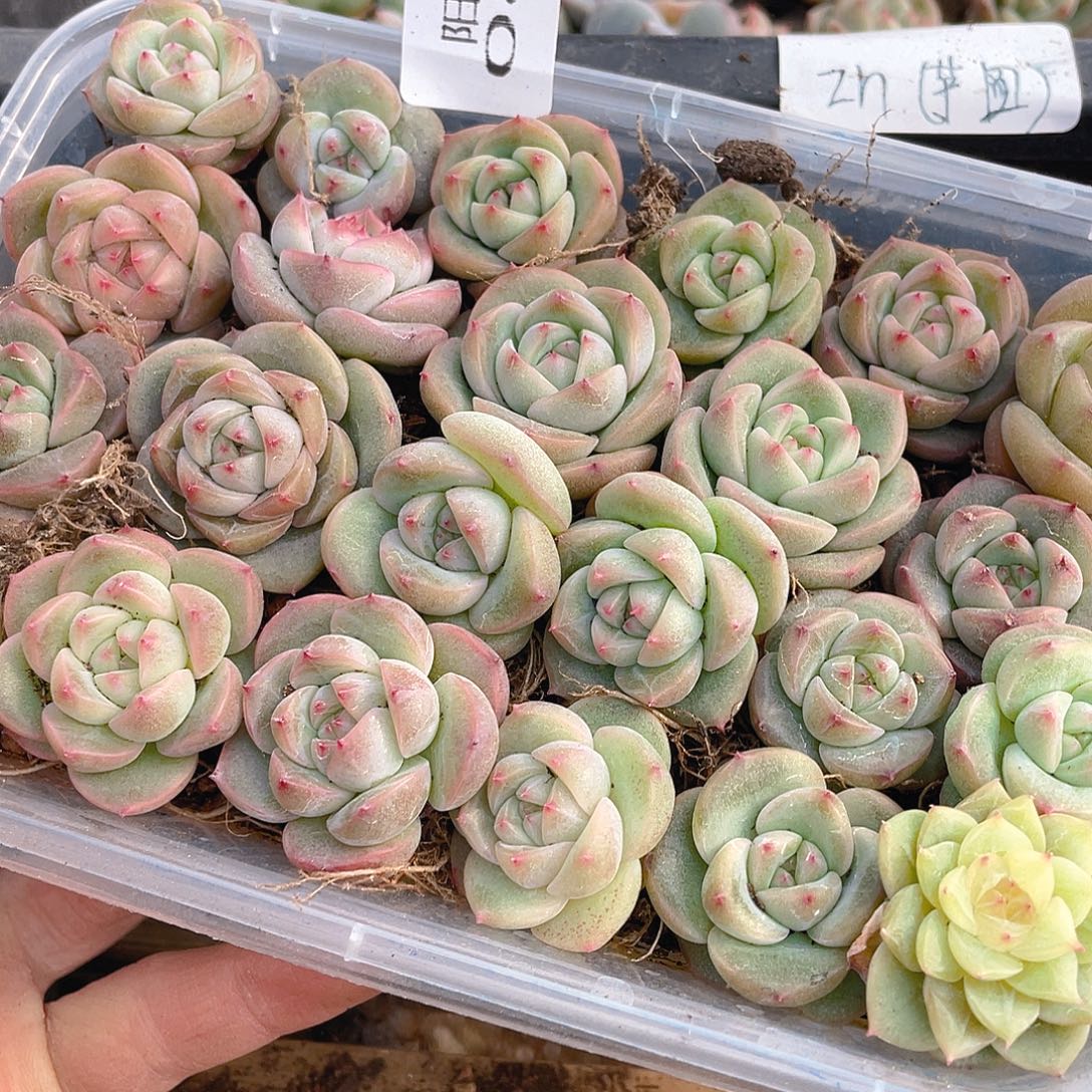 奶***࿐多肉植物多肉植物818