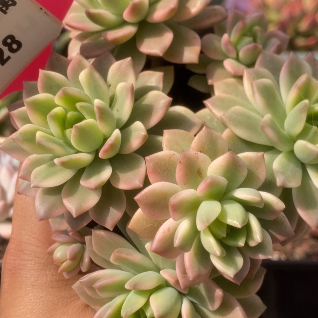 028马库斯锦锦锦锦锦锦锦