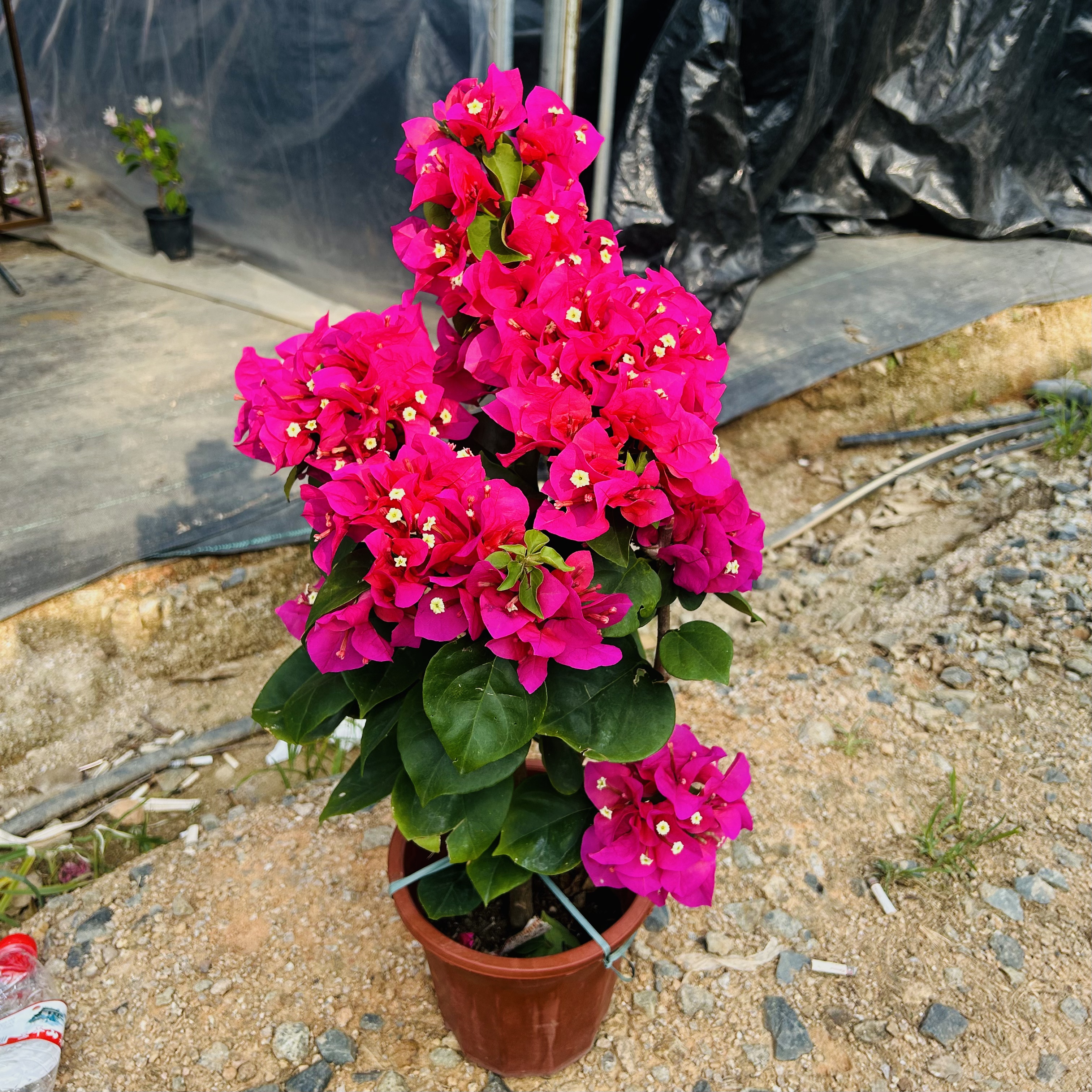 【中国红】三角梅勤花品种阳台植物鲜活植物掉花掉叶不售后H