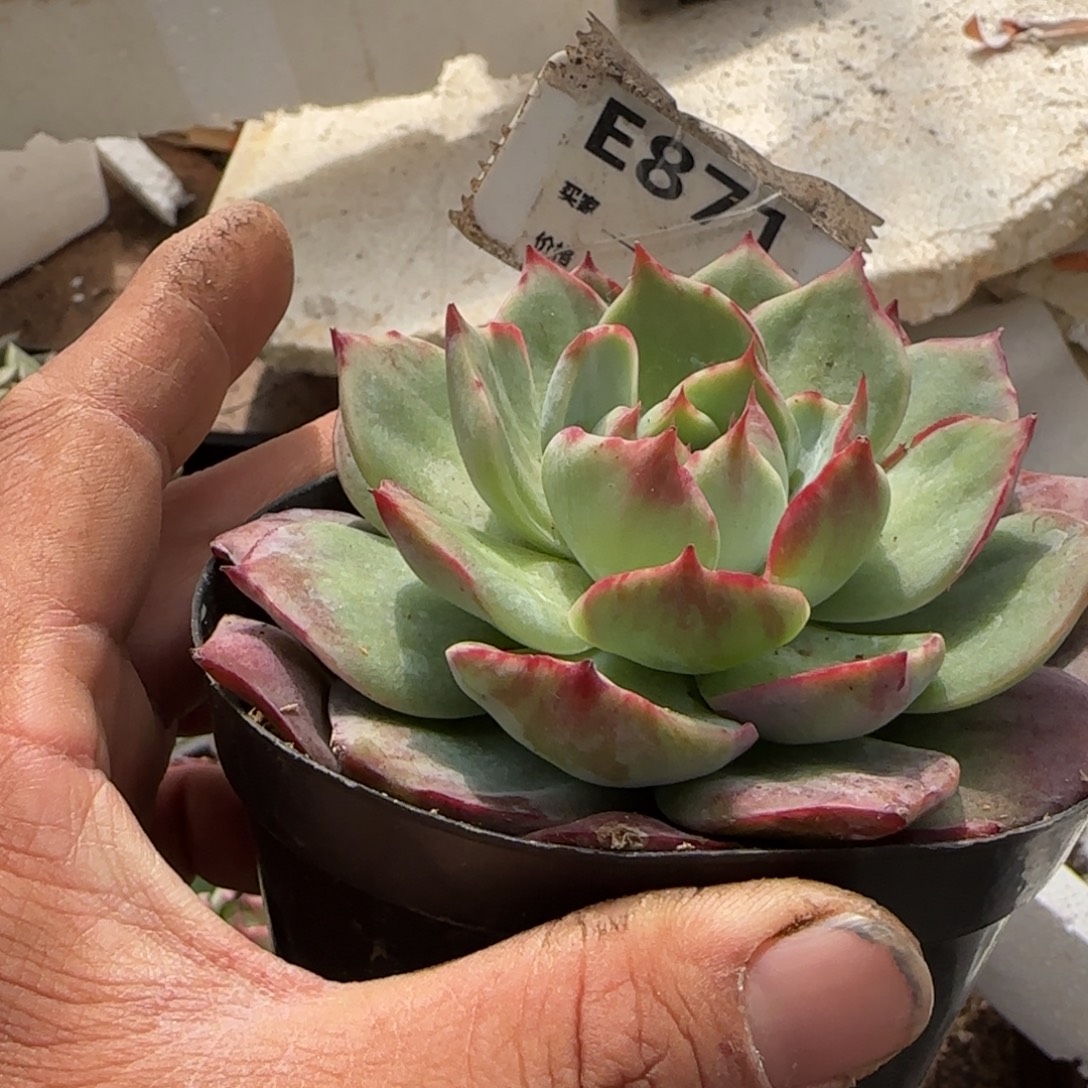 惊鸿一物一拍包装收缩花旱871