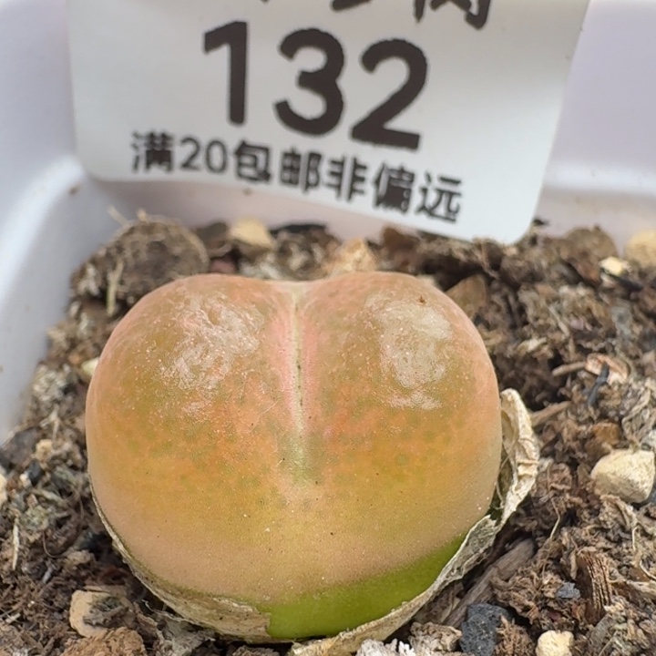 带盆土。
