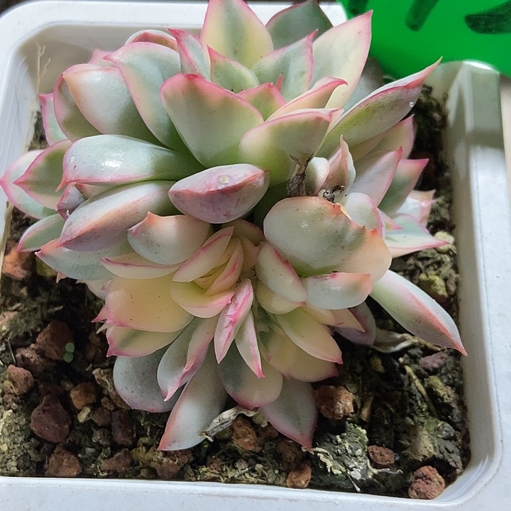 多肉植物月光女神锦缀