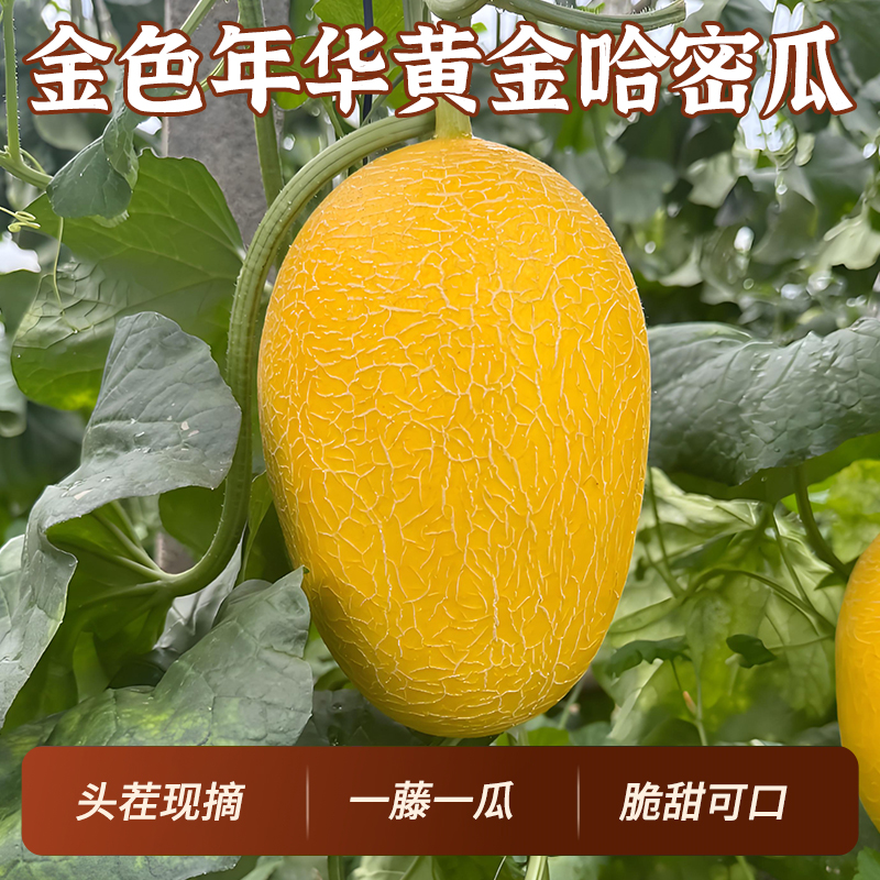 【明天到家】正宗新疆金色年华哈密瓜脆甜多汁现摘现发新鲜应季水果买一送一新疆维吾尔自治区