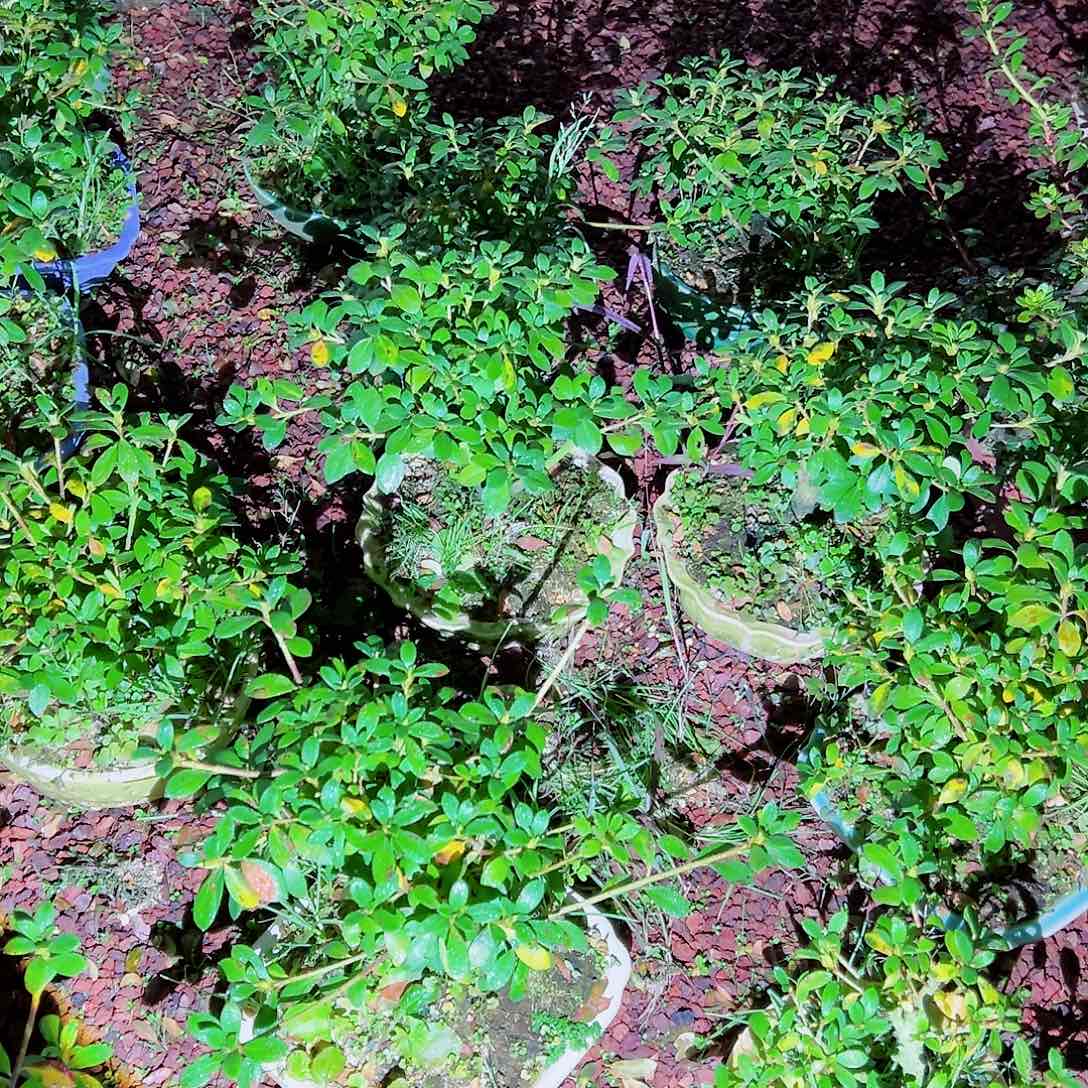 无花朵盆景皋月杜鹃毬子