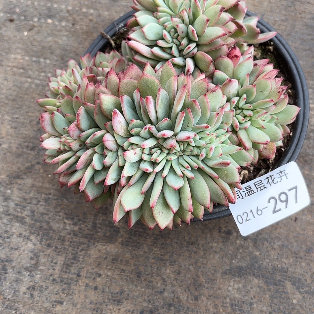 婉****）同温层多肉拉糖缀297