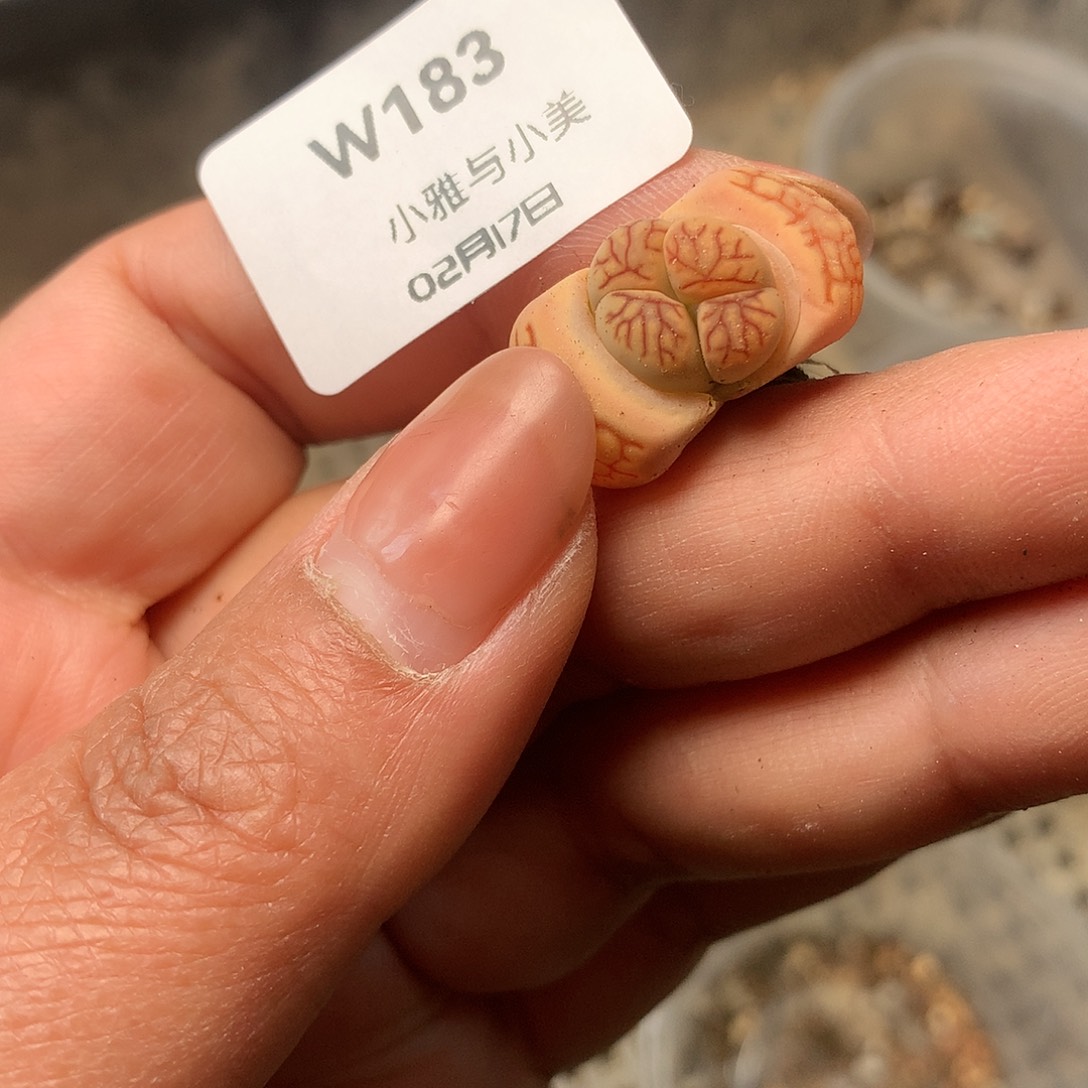 W183多肉植物保护研究所