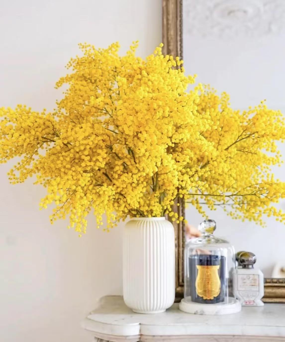 【大江】羽翼金合欢 昆明斗南源头基地直发不包邮二单一个运费