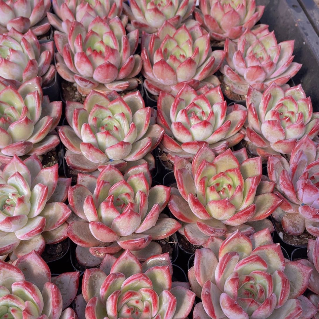 量拍137号 夜魔侠单头一个