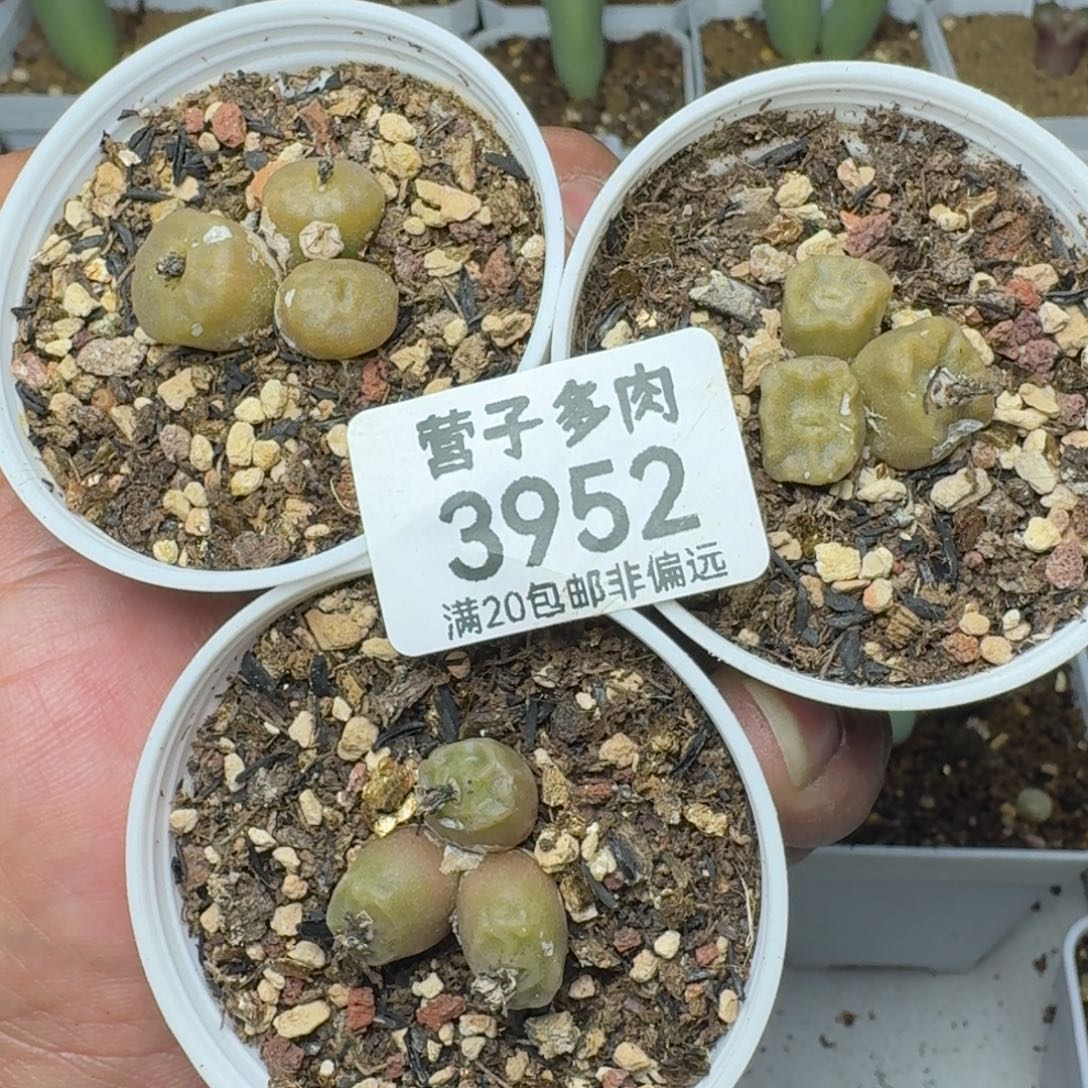 方烧1410.657带盆土。            