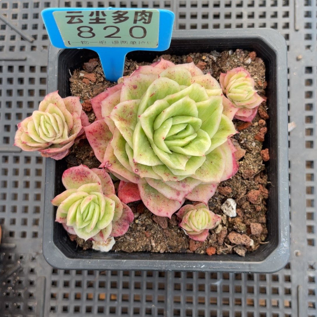 云尘多肉一物一拍820