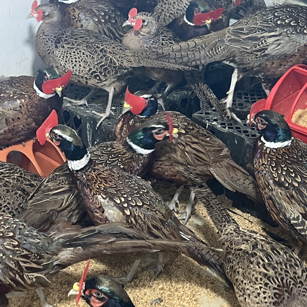 云南农禽人工养殖七彩鸡宠物鸡包邮