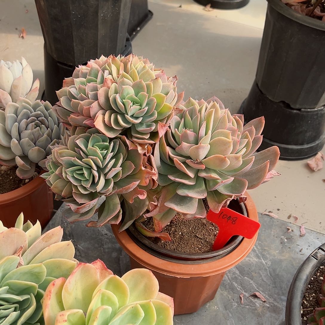 简****店1048绮罗多肉植物