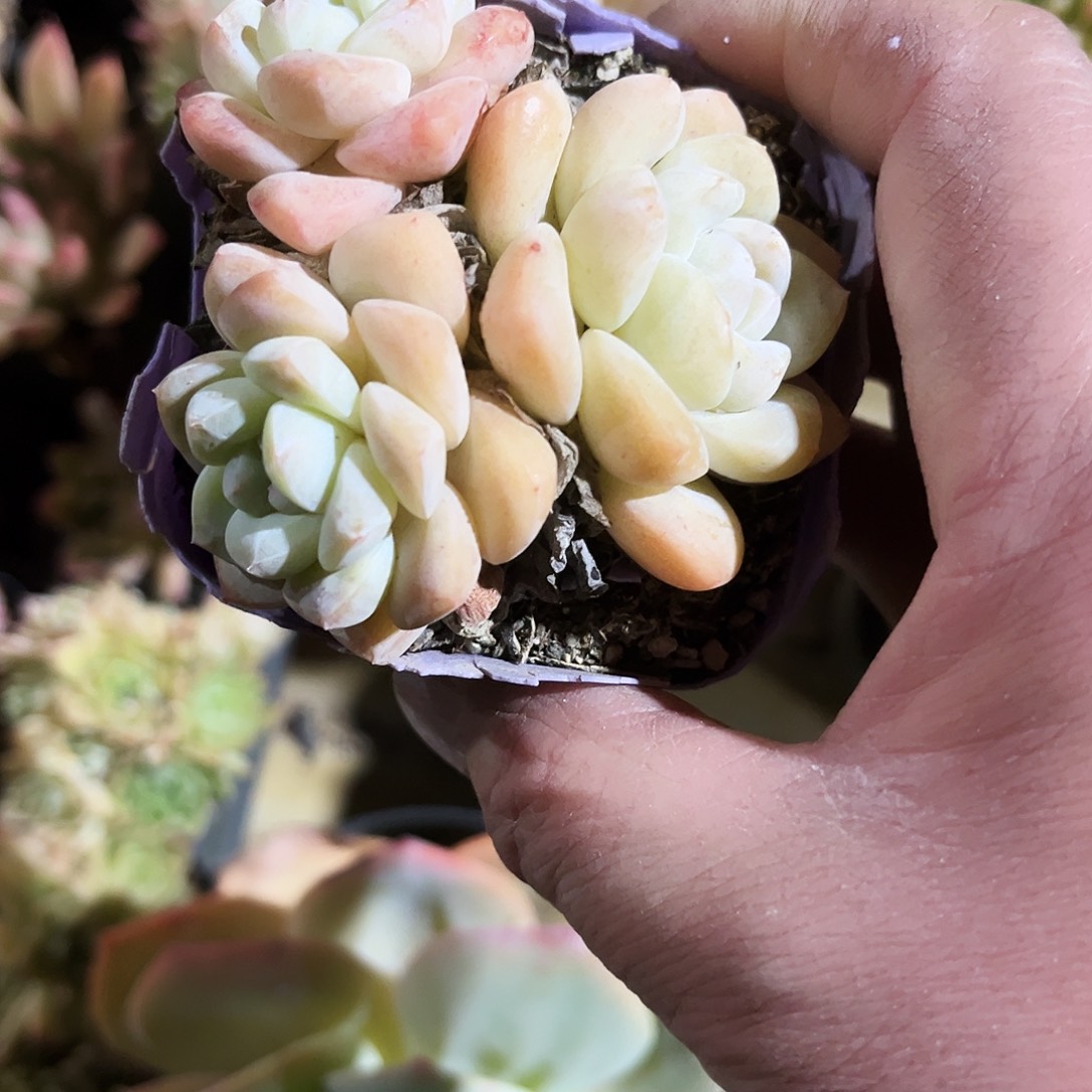 *****136多肉植物被列入保护品种