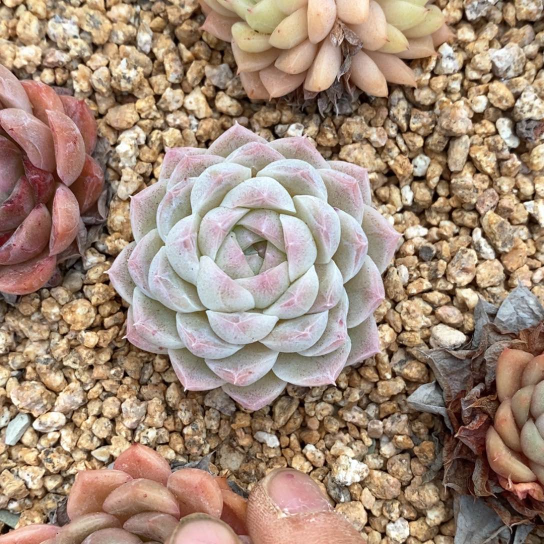 精品多肉一物一拍不包整214