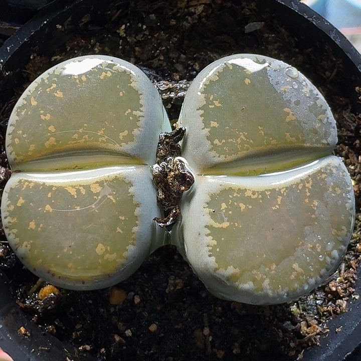 生石花11111。  265